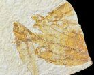 Bargain, Fossil Fish (Knightia) Mortality Plate - Wyoming #120993-1